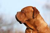 DOGUE DE BORDEAUX 195